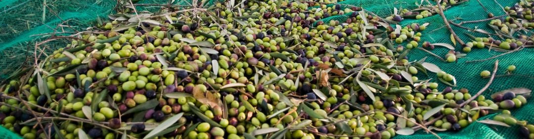 I migliori prodotti Brumi in offerta su AgriEuro